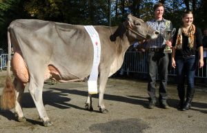 aChampion Mocambo Joya